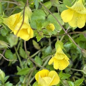 メカルドニア,ナチュラルガーデン,グランドカバー,庭の宿根草,お庭の花たちの画像