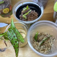 ベゴニア,ベゴニア,観葉植物,ハイドロカルチャー,水耕栽培の画像