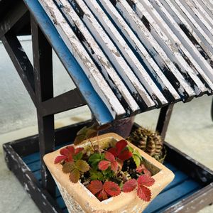 ワイルドストロベリー,多年草,紅葉（こうよう）,ハーブを楽しむ,霜よけの画像