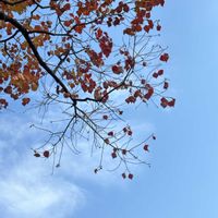 ナンキンハゼ,木はいいなあ,青空と白い雲,樹木見上げ隊,8日は葉っぱの発表会の画像