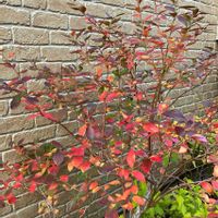 ブルーベリー,ブルーベリー サザンハイブッシュ系,ガーデニング,ナチュラルガーデン,果樹の画像