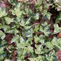 アイビー（ヘデラ）の画像