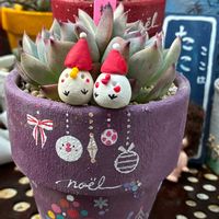 ハートカズラ,桃太郎,ハートカズラ・レディハート,いやされる,GSのみなさんに感謝♡の画像