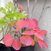 イタリアンパセリ,紅葉,スモーク・ツリー,実家の庭,実家の画像