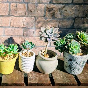 成長記録,今日のベランダ,ワクワク止まらず,オ〜！かわいいの画像