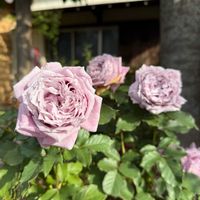 ガーデニング,薔薇♪,オープンガーデン,ばら バラ 薔薇,薔薇愛同盟の画像