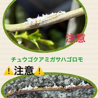 害虫駆除,害虫,私のお庭,千葉県北西部,チュウゴクアミガサハゴロモ駆除⚠️の画像