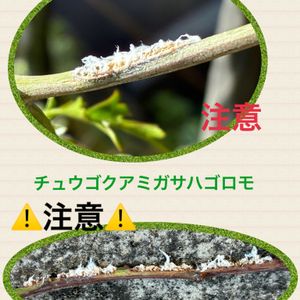 害虫駆除,害虫,私のお庭,千葉県北西部,チュウゴクアミガサハゴロモ駆除⚠️の画像