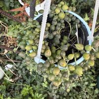 グリーンネックレス,ドルフィンネックレス,多肉植物,鉢植え,ネックレスの日の画像