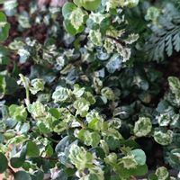 プミラ,フィカスプミラ コアラ,多肉植物,リビング・ダイニングの画像