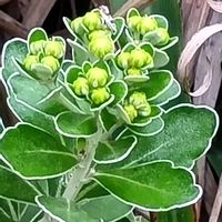 アザミ,イソギク,クコ,グミ,青空の下の画像