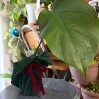 モンステラ,リビング,クリスマスバージョン,トイレの癒し,元気いっぱい♡の画像