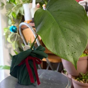 モンステラ,リビング,クリスマスバージョン,トイレの癒し,元気いっぱい♡の画像
