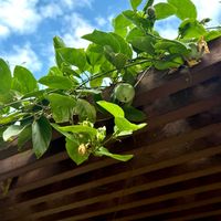 パッションフルーツ,パッションフルーツの実,パッションフルーツ花の画像