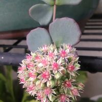 ミセバヤ,ミセバヤ,多肉植物,ベランダガーデン,ガーデニングの画像