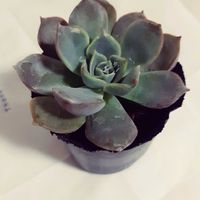多肉植物,ダイソー,エケベリア属の画像