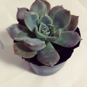 多肉植物,ダイソー,エケベリア属の画像