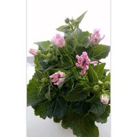 サイネリア,祈り,今日のお花,陽のあたる縁側,お家園芸の画像