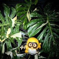 パキラ,モンステラ,,斑入りモンステラ,パキラ ミルキーウェイの画像