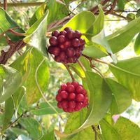 ヤブラン,ヤブラン,クサギ,サルトリイバラ,サルトリイバラの画像