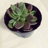 多肉植物,ダイソー,シノクラッスラ属の画像