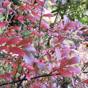 ブルーベリー,ブルーベリー,無農薬,菌ちゃん農法,家庭菜園の画像