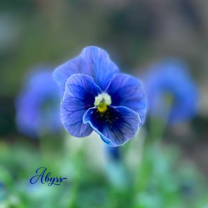 パンジー・ビオラ,ビオラ アビス,ナチュラルガーデン,ジャンクガーデン,シェードガーデンの画像