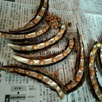 四角豆,四角豆,無農薬,菌ちゃん農法,家庭菜園の画像