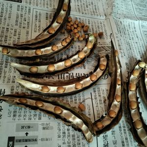 四角豆,四角豆,無農薬,菌ちゃん農法,家庭菜園の画像