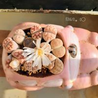 リトープス,多肉の花,タニラーの画像