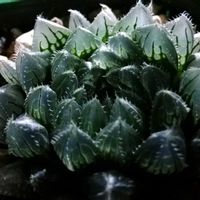 ハオルチア,ヌメリスギタケモドキ,ヌメリスギタケモドキ,多肉植物,ハオルチア属の画像