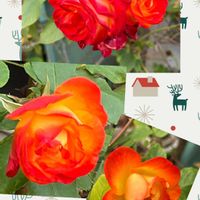 不死鳥,ブロンズ姫？,バラ ふれ太鼓,多肉植物,GS 大好きの画像