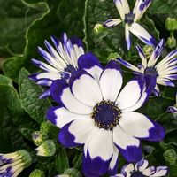 サイネリア,サイネリア♡,ｻｲﾈﾘｱ,サイネリア✩⡱,サイネリア　貴鳳の画像