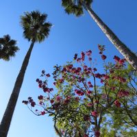 ヤシの木,トビ,ノスリ,ピンクイペーの花,ピンクイペーの花の画像