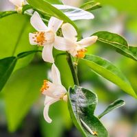 苔(コケ),タチバナ,アガベ チタノタ,ノササゲ,ノササゲ(野大角豆)の画像