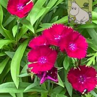 カーネーション,カーネーション,スイセン,スイセン,ナデシコの画像