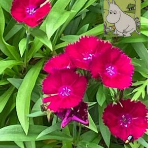 カーネーション,カーネーション,スイセン,スイセン,ナデシコの画像