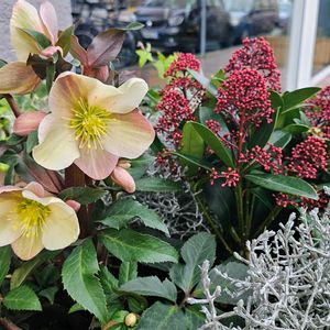 クリスマスローズ,スキミア,プラチ―ナ,街中,プランターの画像