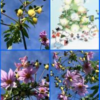 カネノナルキ,皇帝ダリア,皇帝ダリア,サマーポインセチア,サマーポインセチアの画像