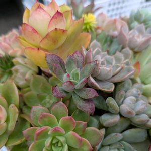 ピーチプリデ,寄せ植え,多肉植物,リメ缶,多肉寄せ植えの画像