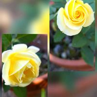 バラ,バラ,薔薇,我が家の庭,GSのみなさんに感謝♡の画像