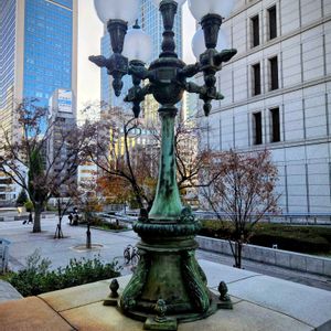 ケヤキ,ケヤキ,イチョウ,リプサリス,リプサリスの画像