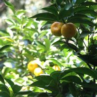レモン,タチバナ,タチバナ,タチバナの葉,皇居北の丸公園の画像