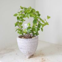 亀甲竜,亀甲竜,ディオスコレア エレファンティペス,観葉植物,塊根植物の画像