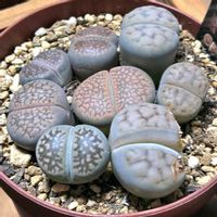 リトープス,繋がりに感謝✨,輝かしい未来,いつも心に太陽を,毎日がワクワクの画像