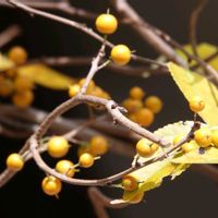 ツルウメモドキ,ツルウメモドキの画像