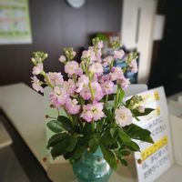 アセビ,ガーベラ,カスミソウ,カスミソウ,キクの画像