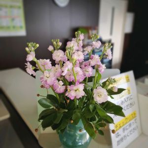 アセビ,ガーベラ,カスミソウ,カスミソウ,キクの画像