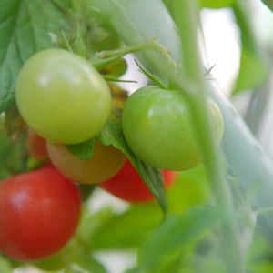 ミニトマト,ポタジェ,ミラーレス一眼,秋トマト,あっ火曜日の画像