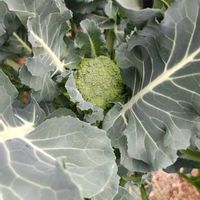 ブロッコリー,ブロッコリー,ブロッコリー,ブロッコリー,ガーデニングの画像